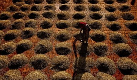 Кофейные зерна на Kumbrikhan плантации в Индии